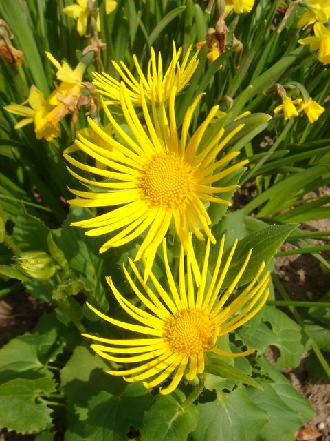 Doronicum orientale 'Finesse'
